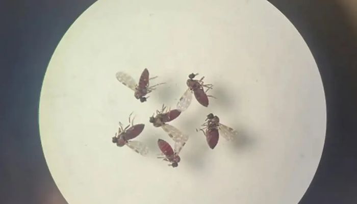  Subnotificados, casos de Oropouche atingem 2% da população brasileira 